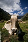 cow series #2