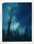 Tree Tree