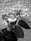 una rosa per te una rosa per te