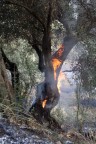Foto incendio nel cilento Foto incendio nel cilento