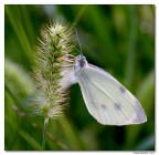 Pieris Brassicae (Cavolaia maggiore) Pieris Brassicae (Cavolaia maggiore)
