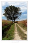 I due alberi...... I due alberi......