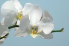Fiore bianco Fiore bianco