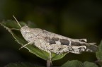 Cricket Cricket