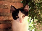 Ecco un segreto che puoi scoprire in un piccolo animaletto.... La sua piccola stazza di gatto � almeno pari alla sua immensa profondit� intimista del suo sguardo