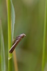Orgogliosissima Orgogliosissima