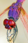 Libellula Libellula