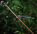 Libellula 2 Libellula 2