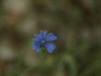 fiore fiore
