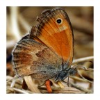 Butterfly Butterfly