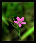 Solitaria... Solitaria...