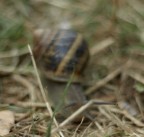 lumachina 
e-410+ om f1.8 50mm(100 eq)