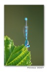 Libellula Libellula