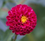 Fiore Fiore