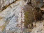 Fiore di collina Fiore di collina