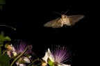 Agrius convolvuli/2 Agrius convolvuli/2