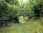 Corsa nel bosco Corsa nel bosco
