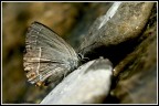 Farfalla assetata Farfalla assetata