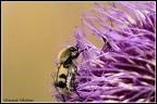 Fiore viola e Bombo Fiore viola e Bombo
