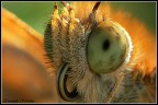 La spirotromba La spirotromba
