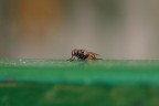 Mosca su davanzale Mosca su davanzale