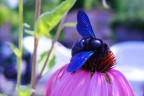 Xilocopa Violacea Xilocopa Violacea