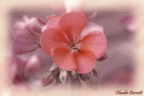 Un fiore Un fiore
