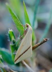 Rhodometra sacraria Rhodometra sacraria