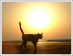 Le Chat 3 Le Chat 3