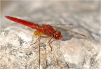 libellula rossa libellula rossa