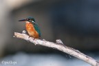 il Re dei Pescatori il Re dei Pescatori