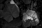 gemelli diversi gemelli diversi