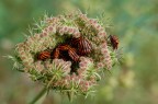 Altissima densit� abitativa