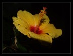 fiore bagnato, fiore fortunato fiore bagnato, fiore fortunato