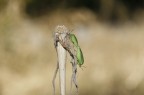 central couplet central couplet