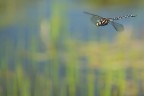 Libellula in Volo 4 Libellula in Volo 4