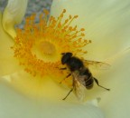 buon appetito buon appetito