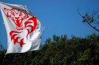 tigre maremmana tigre maremmana