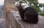 chissà quante di gatti chissà quante di gatti