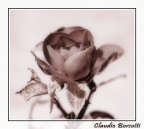 Una rosa Una rosa