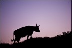 cow at dusk cow at dusk