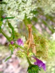 Mantide religiosa Mantide religiosa