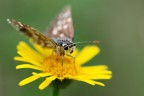 Esperys Malvae Esperys Malvae