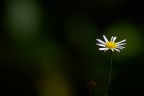 Solitario Solitario