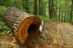Nel bosco Nel bosco