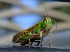 Locusta Locusta