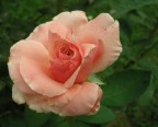 rosa rosa