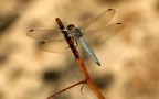 meccanismi di volo meccanismi di volo