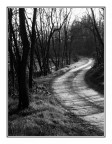 La Strada nel Bosco La Strada nel Bosco