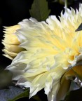 Fiore Fiore
